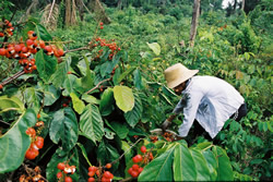 Récolte guarana